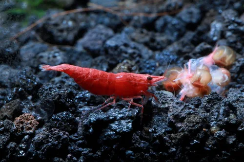 Miniatura 10 de Camarones vivos de acuario de agua dulce - Neocaridina (Carbon Rili, 10 unidades)