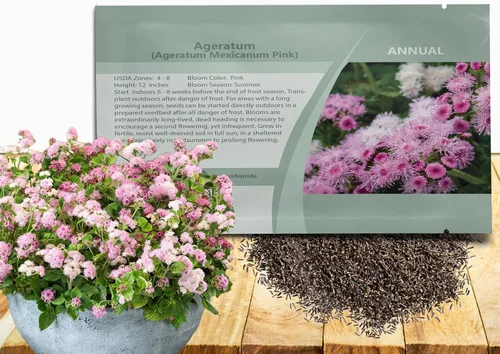 Miniatura 10 de Outsidepride Blue Ageratum Seeds - 5000 semillas anuales de flores para plantar con flores vibrantes y peludas, fáciles de cultivar y tolerantes a