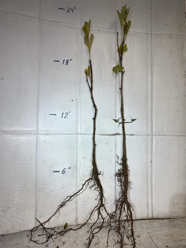 Miniatura 2 de Plántula de Ginkgo Biloba de 2 a 3 años de edad de 10 a 12 pulgadas de alto