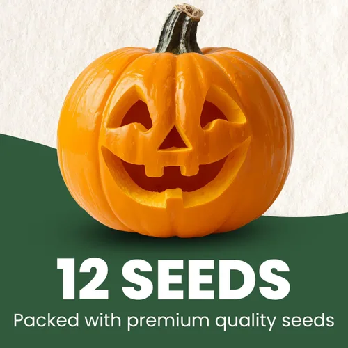Miniatura 2 de Jack-O'-Lantern - Semillas de calabaza – 25 semillas premium para plantar – Talla clásica y cosecha de otoño variedad para la temporada 2026 – Bolsa