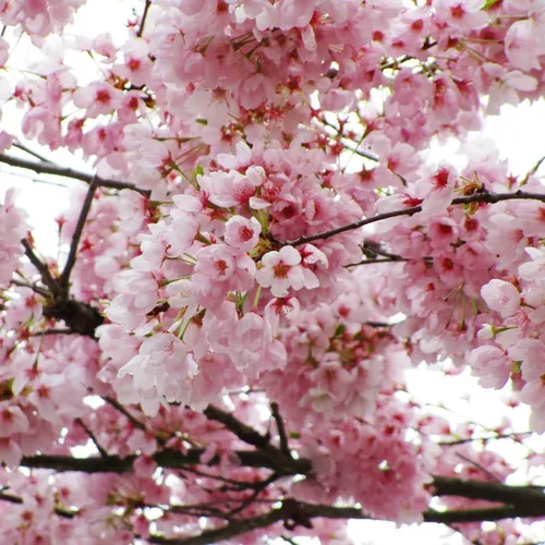 Plantas de árbol de cerezo rosa claro, planta de flor de cerezo vivo de 8 a 10 pulgadas de alto, planta perenne de cerezo rosa, planta de flor de