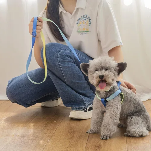 Miniatura 5 de AIITLE Arnés para perro, correa y collar sin tirones, collar básico ajustable con una correa resistente, hebilla súper resistente y anillo en D, Azul