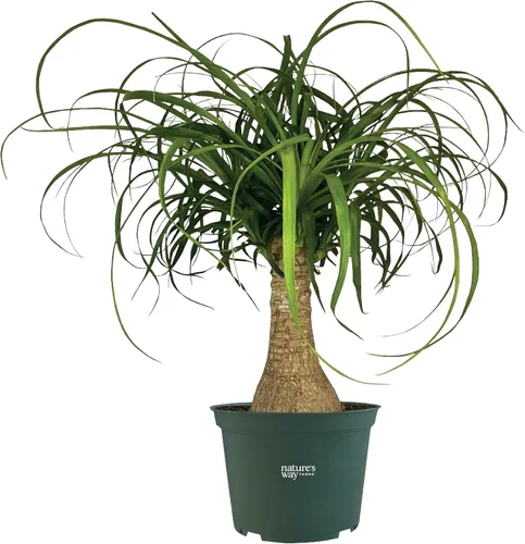 Miniatura 4 de Nature's Way Farms Palmera de cola de caballo (Beaucarnea Recurvata), palmera grande para cola de caballo, planta de interior viva, en maceta