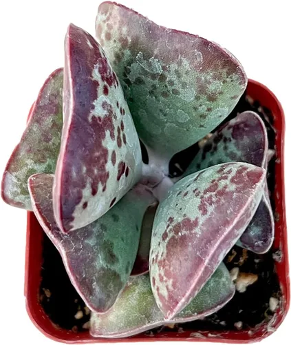 Miniatura 14 de Sprout N Green Golden Jade - Crassula Ovata 'Hummel Sunset', rara planta suculenta linda totalmente enraizada en maceta de 2 pulgadas con tierra