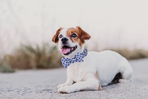 Miniatura 4 de Collar para perro con corbatín de Lionet Paws, Collar de corbatín de verano para perro, Collar para perro ajustable y cómodo, regalo para cachorro