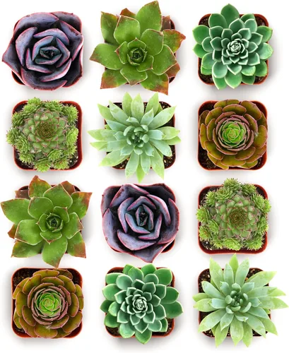 Miniatura 8 de Shop Succulents Echeveria y Rosette, paquete de suculentas vivas variadas - Plantas en maceta de 2 pulgadas totalmente enraizadas para regalos