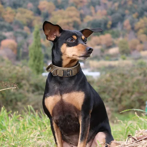 Miniatura 8 de EXCELLENT ELITE SPANKER - Collar táctico para perros de nailon ajustable, collar militar para entrenamiento de perros, hebilla de metal resistente
