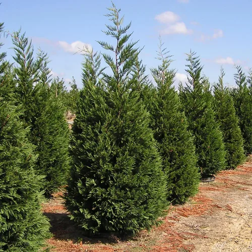 Miniatura 2 de Generic Leyland Cypress, de crecimiento rápido, de hoja perenne, adaptable, follaje plumoso, maceta de 1 galón