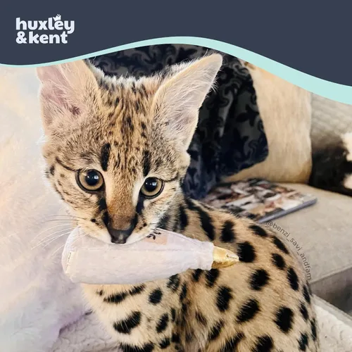 Miniatura 3 de Huxley & Kent Juguete de peluche para gatos, Toto's Pawdka, relleno de hierba gatera fuerte, juguete interactivo de felpa para gatitos y gatos