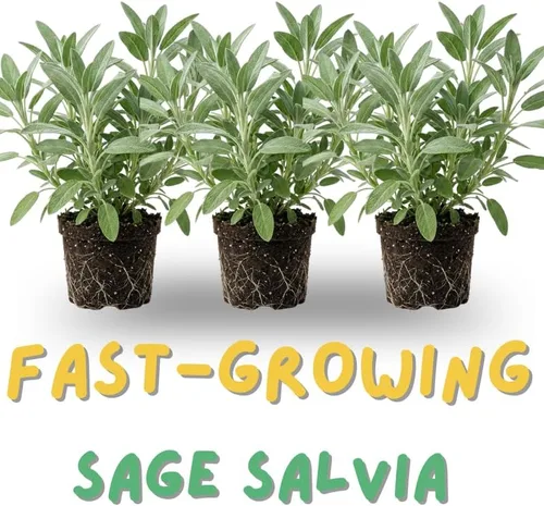 Miniatura 3 de 1 planta viva de salvia para exteriores, arbustos de salvia de 4 a 8 pulgadas de alto, sin maceta (azul púrpura salvia)