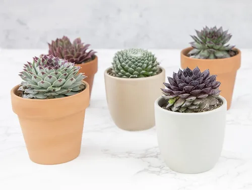 Miniatura 10 de Sempervivum - Plantas suculentas decorativas (5 unidades), plantas vivas de interior, plantas de interior vivas, regalos de jardinería para amantes