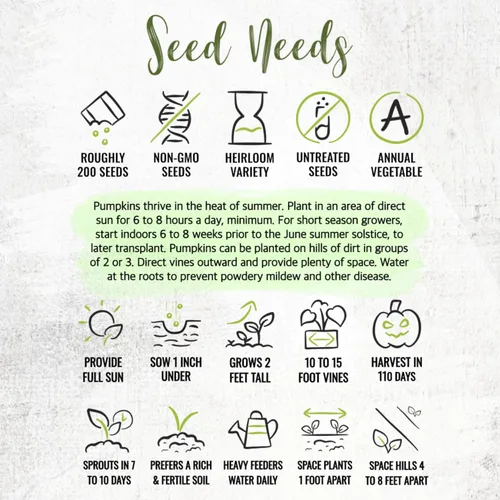 Miniatura 8 de Seed Needs Connecticut - Semillas de calabaza de campo para plantar 1 onza Cucurbita Pepo Heirloom semillas vegetales sin OGM Calabaza favorita