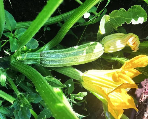 Miniatura 2 de TomorrowSeeds - Semillas de calabacín Costata Romanesco - Paquete de 20 unidades - para plantar semillas de jardín 2025 acanaladas italianas a rayas