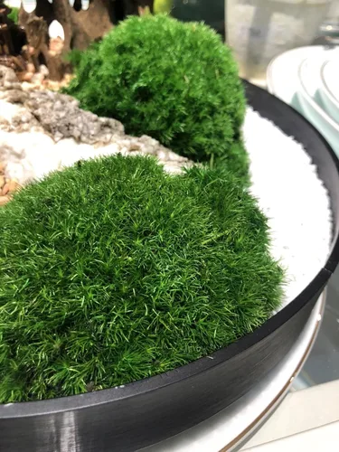 Miniatura 6 de Cojín Almohada Bollo de Musgo de Poste Preservado Verde Natural Decorativo Real Natural Kit de Bricolaje Arte de Jardinería Decoración de Pared