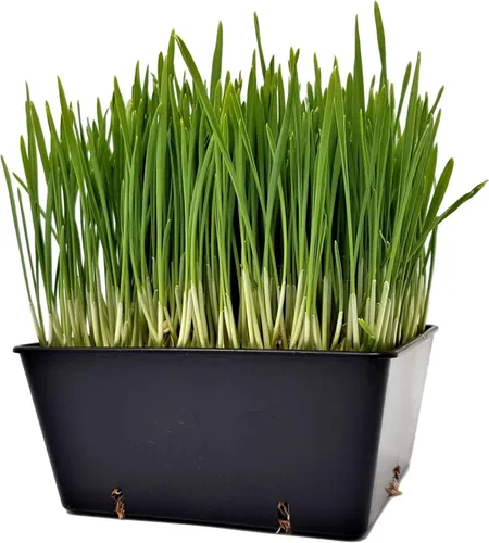 Miniatura 3 de Bootstrap Farmer Paquete de 40 bandejas de cultivo 5 x 5 en color negro, insertos extra fuertes para microverdes y inicio de semillas, plástico
