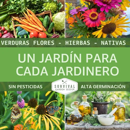 Miniatura 6 de Semillas de girasol de cereza y chocolate para plantar, flores raras de color burdeos negro, flor de reliquia gigante sin OMG de 6 a 7 pies