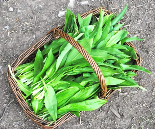 Miniatura 7 de Semillas Hierba Ramsons (Ajo Salvaje) - 50 Semillas