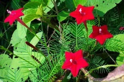 Miniatura 3 de Heirloom 40 Semillas Estrella Ipomoea Ciprés Vid Cardinal Escalador Quamoclit Flor Semillas a Granel B0116