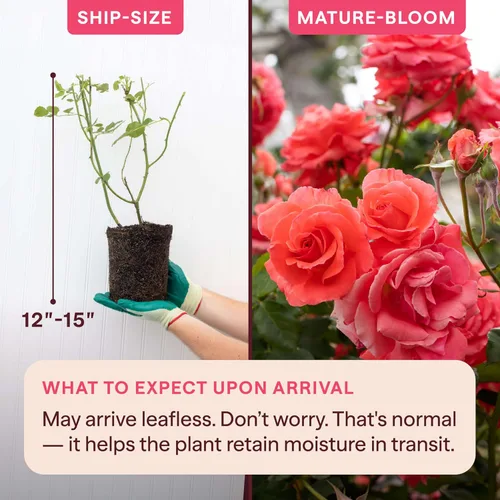 Miniatura 2 de Rosas trepadoras de reliquia, planta de raíz propia viva para jardín al aire libre, America™, zonas de rusticidad muy fragantes 5-10, floración