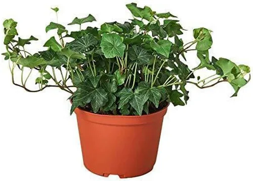 Miniatura 35 de Planta de serpiente Laurentii Sansevieria Trifasciata Planta viva para interior Diferentes plantas de interior en maceta de 4 y 6 pulgadas