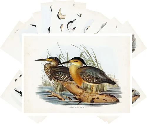 Miniatura 5 de PIXILUV Postales vintage (24 piezas de 4 x 6 pulgadas cada una) Pinturas de pájaros bonitos de loros y cacatúas, postales vintage, tarjetas