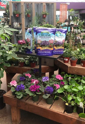 Miniatura 2 de Espoma Mezcla para macetas de violeta africana, tierra natural y orgánica de primera calidad, 4 cuartos de galón, paquete de 12