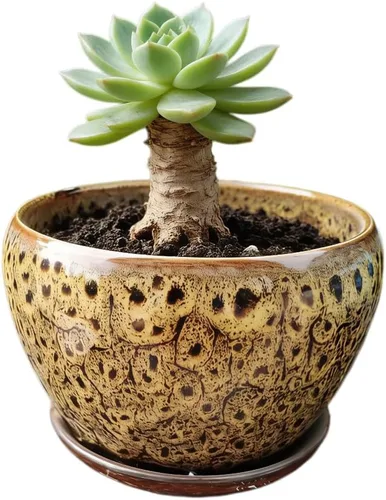 Miniatura 7 de Bonita maceta circular de cerámica para decoración del hogar y jardín, suculentas, cactus, maceta no incluida (azul, 3.19 pulgadas)