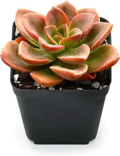 Miniatura 6 de Sprout N Green Colección de suculentas coloridas, 3 plantas suculentas vivas totalmente enraizadas en maceta de inicio de 2 pulgadas, decoración