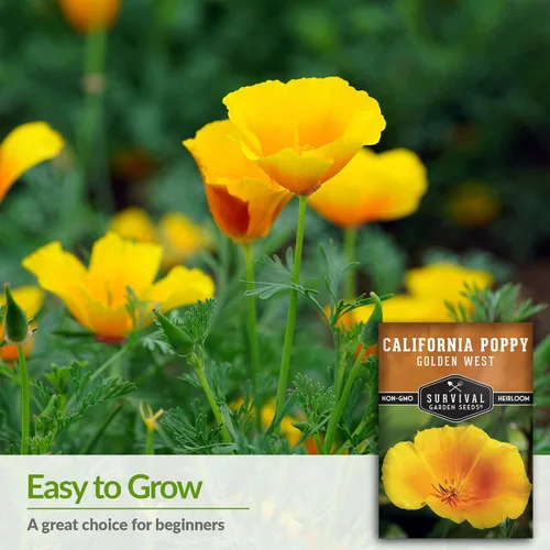 Miniatura 3 de Survival Garden Seeds Golden West California Poppy - Paquete de semillas con instrucciones para cultivar Eschscholzia Californica en tu huerto
