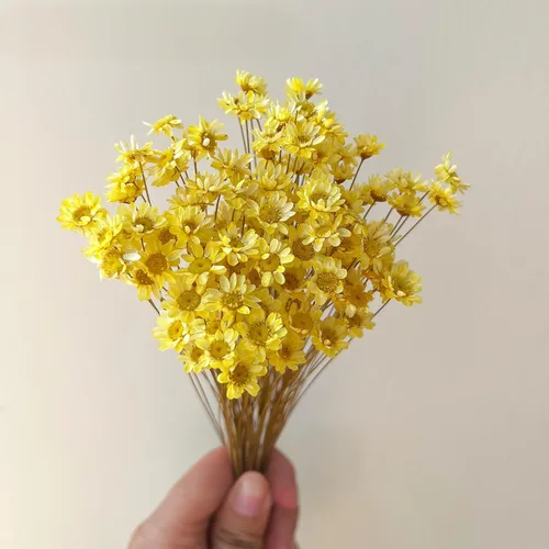 Miniatura 12 de 200 tallos de flores secas naturales brasileñas, margarita estrella pequeña seca, mini ramo decorativo de manzanilla seca para arreglos florales
