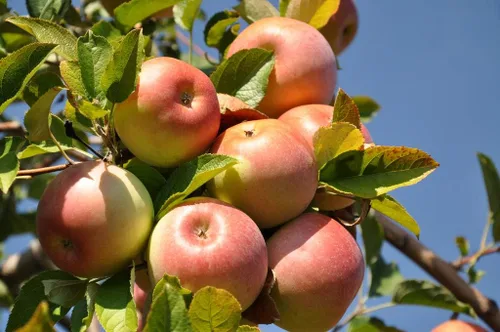 Miniatura 2 de Fuji Apple Tree - Cultiva fruta fresca - Planta viva enviada 3 pies de alto por DAS Farms