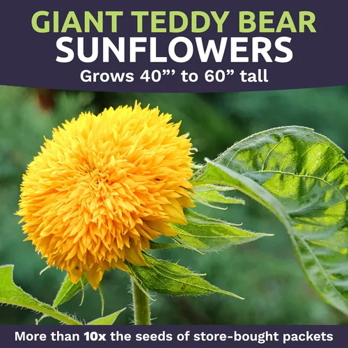 Miniatura 4 de Semillas de girasol de oso de peluche gigante, bolsa a granel de 1/4 de libra, más de 5,000 semillas de flores frescas polinizadas abiertas sin OMG