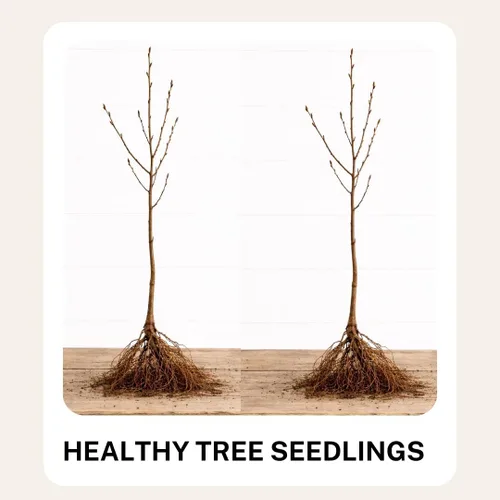 Miniatura 3 de Plántulas de árbol de Redbud oriental para plantar, increíbles flores de primavera rosadas (2 plántulas) - No se envía a California
