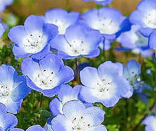 Miniatura 4 de 1500 semillas de flores silvestres Baby Blue Eyes - Flores silvestres nativas de California - Nemophila Menziesii Seeds