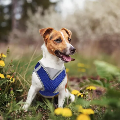 Miniatura 7 de KZA308 Arnés reflejante con cuello en V de malla para perro, sin jalones, facilita el paseo, ajuste rápido, cómodo, con velcro ajustable