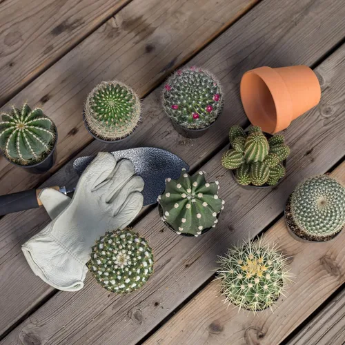 Miniatura 3 de Altman Plants - Colección de cactus surtidos para jardines, contenedores o regalos