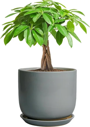 Miniatura 37 de Maceta de Cerámica para Plantas de Interior de 5 Pulgadas - Maceta Redonda para Plantas Suculentas con Agujero de Drenaje y Platillo, Decoración