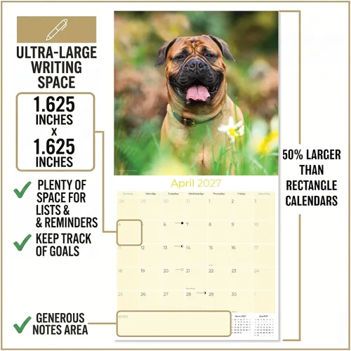 Miniatura 4 de Razas de Perros 2017 Bullmastiff