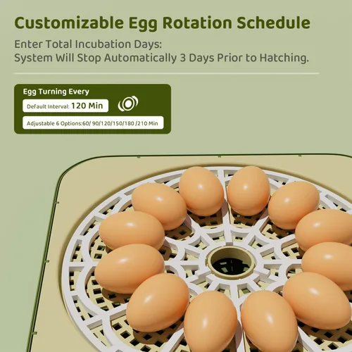 Miniatura 6 de Ovatt Incubadora de 12 huevos con pantalla LED, control automático de temperatura y humedad, y girador automático de huevos para huevos de pollo