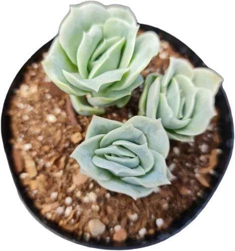 Plantas suculentas vivas Echeveria Plantas (4 "Pot Lovely Rose)