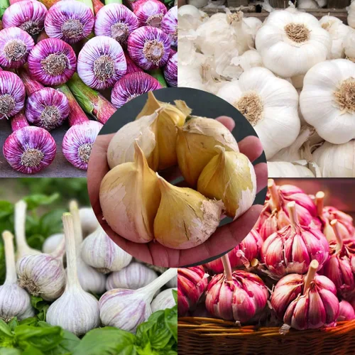 Miniatura 10 de 1 Libra de Ajo Duro de Cuello para Plantar en Otoño, Bulbo de Ajo Grande para Plantar, Fresco y Alta Rendimiento, Resistente al Frío, Plantación