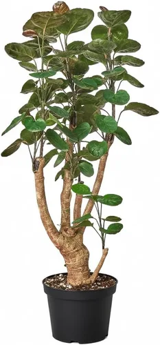 Miniatura 14 de Árbol de dinero trenzado de tocón de Pachira (4 pulgadas), plantas de interior de la suerte, plantas de interior decorativas únicas de 4/6 pulgadas
