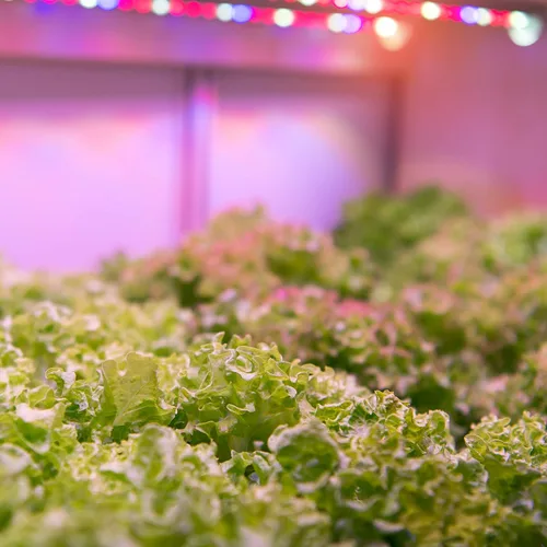 Miniatura 4 de Feit Electric Bombilla LED de espectro completo A19/GROW/LEDG2/BX, equivalente a 60 W, A19, no regulable, color verde