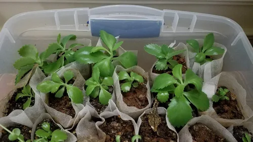 Semillas de suculentas, Kalanchoe daigremontiana, sombrero mexicano, planta rara suculenta exótica, cactus cactus de 2 pulgadas