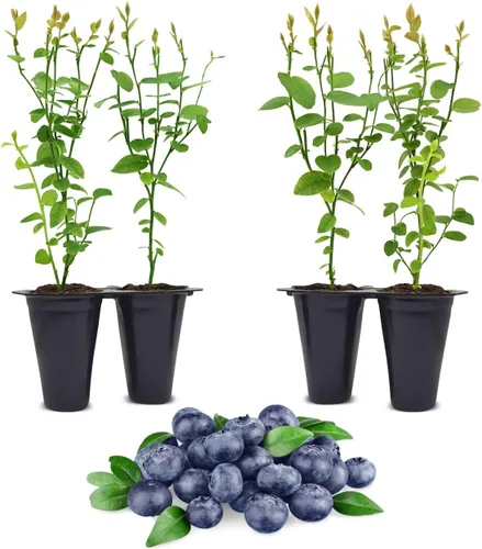 Miniatura 9 de Planta de Arándano Rosa Limón Viva en venta (Paquete de 4) Plantas fáciles de cultivar Planta de fruta comestible para vida sostenible Cultiva