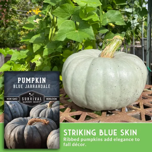 Miniatura 4 de Blue Jarrahdale - Semillas de calabaza para plantar Variedad de reliquia sin OMG con piel decorativa azul-gris y carne dulce para hornear
