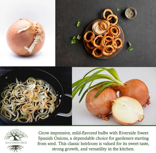 Miniatura 6 de Riverside Sweet Spanish Onion Seeds (Allium cepa) – Más de 300 semillas tradicionales sin OMG de Isla's Garden Seeds, bombillas grandes suaves