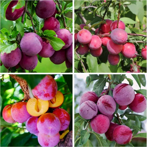 Más de 150 semillas de árboles frutales de ciruelo tropical para plantar al aire libre, reliquia sin OMG Prunus Maritima. Cultiva tu propia fruta