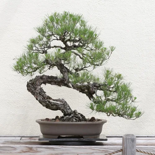 Miniatura 3 de Pino negro japonés Plántula de árbol mediano The Jonsteen Company