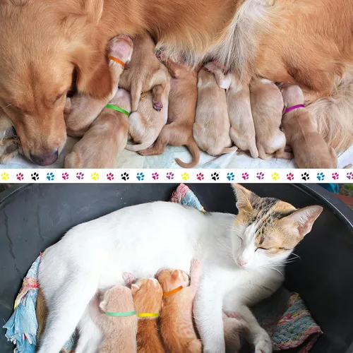 Miniatura 7 de Frienda 60 collares de parto para cachorros, collares para mascotas recién nacidas, bandas de identificación ajustables de doble cara, bandas